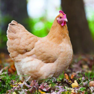 Chicken - Buff Orpington