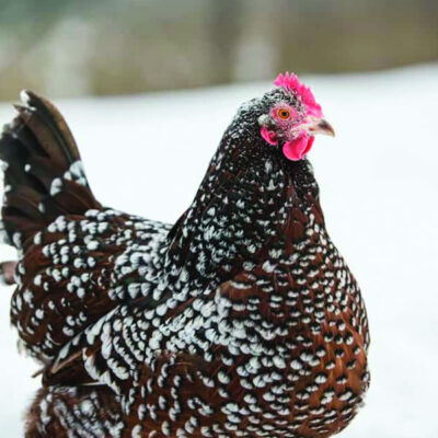 Chicken - Speckled Sussex