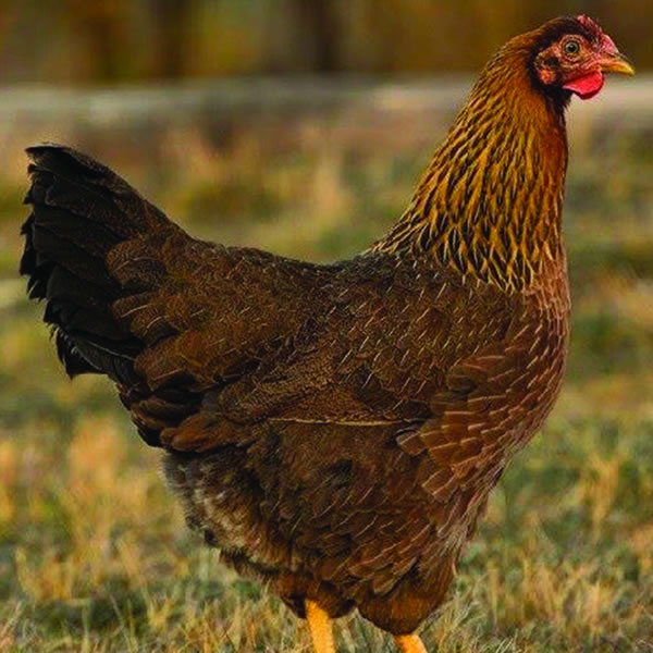 Chicken - Welsummer