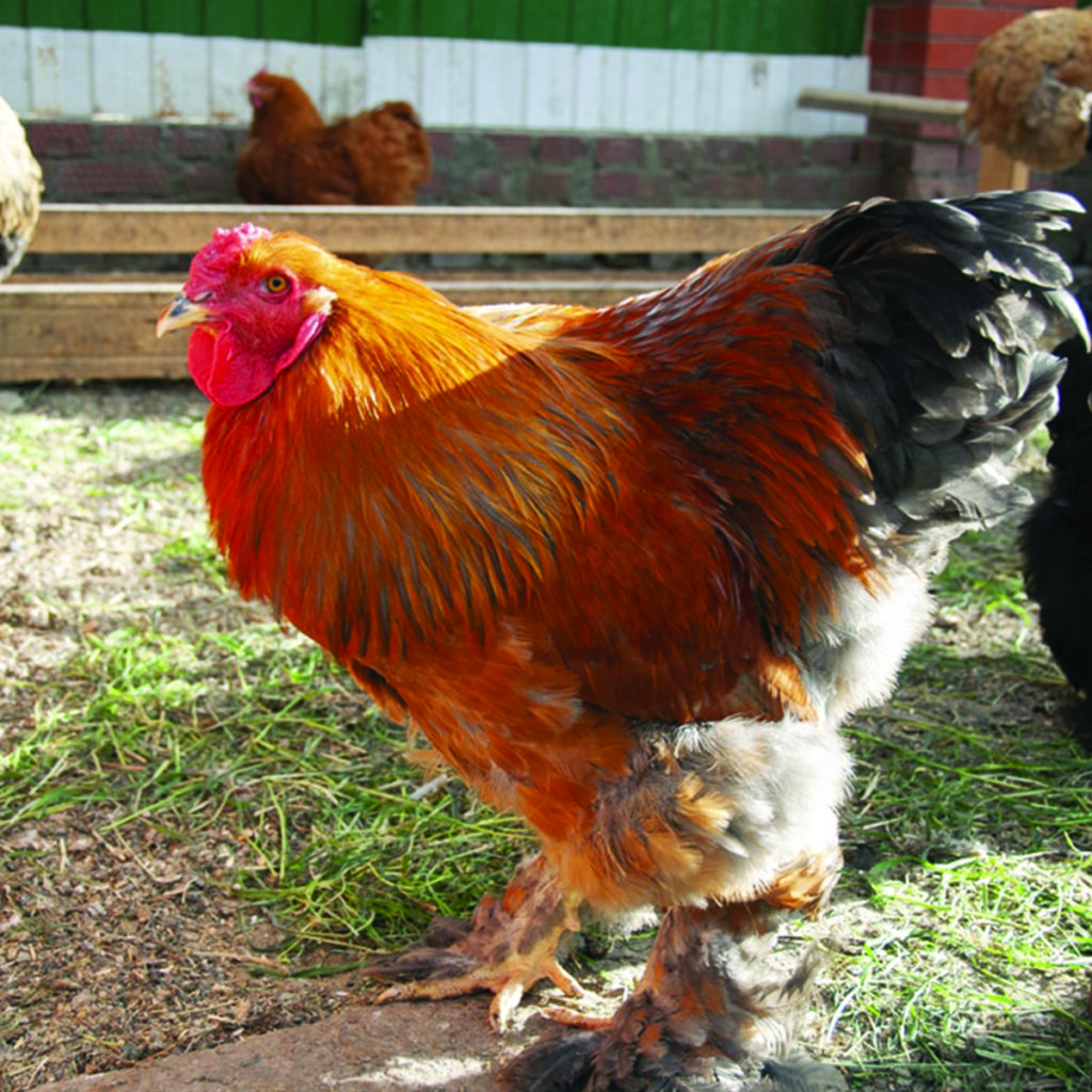 The Grange Backyard Chickens