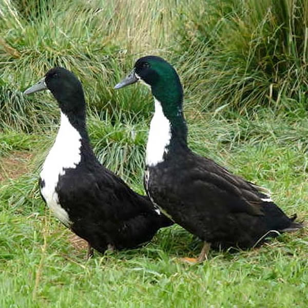 Ducks - Black Swedish
