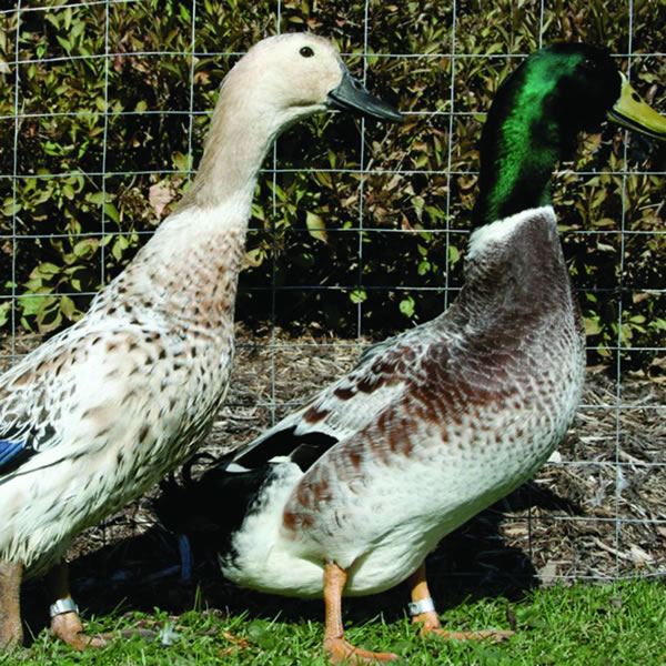 Ducks - Welsh Harlequin