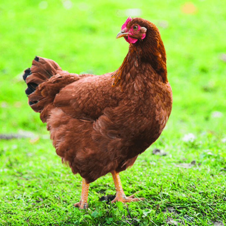 The Grange Rhode Island Red