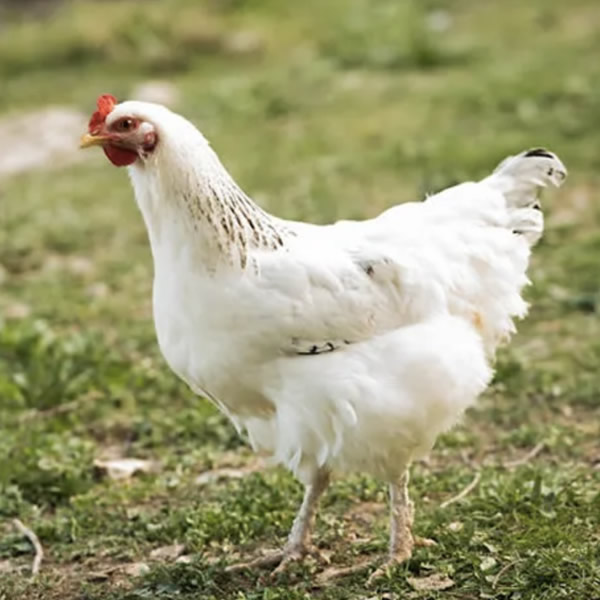 Chicken - Amber Sex Links