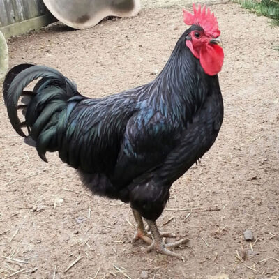 Chicken - Black Jersey Giant