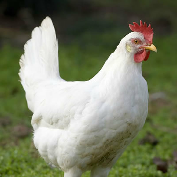 Chicken - California White