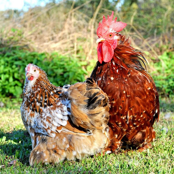 The Grange - Cochin Asst. Bantams