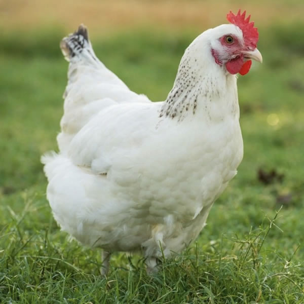 Chicken - Delaware
