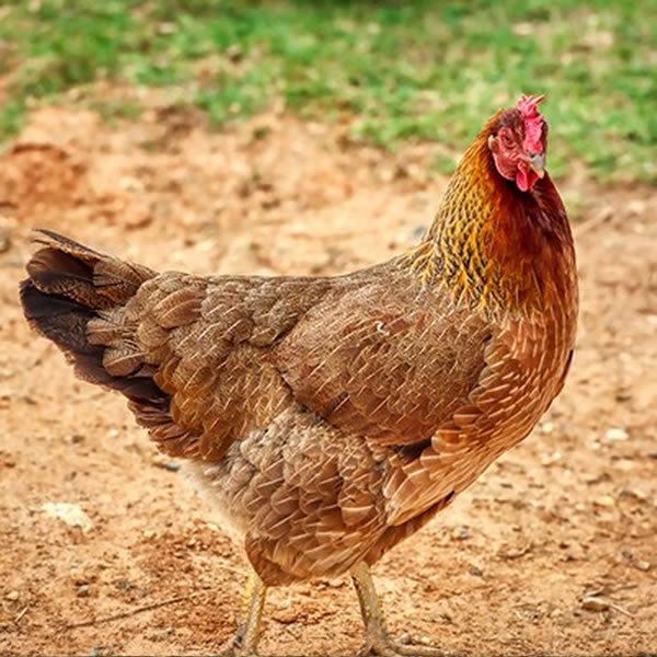 Chicken - Olive Egger