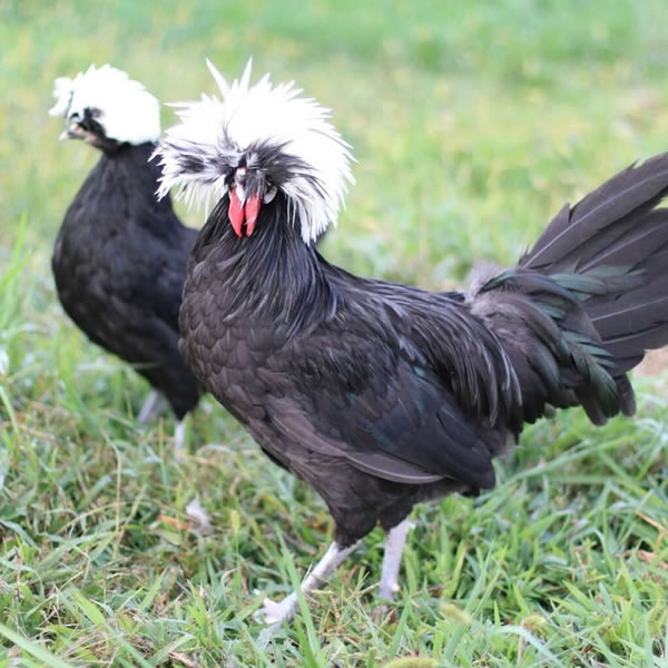 Chicken - Polish Crested Bantam