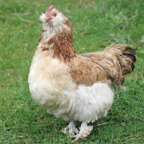 The Grange Salmon Faverolle