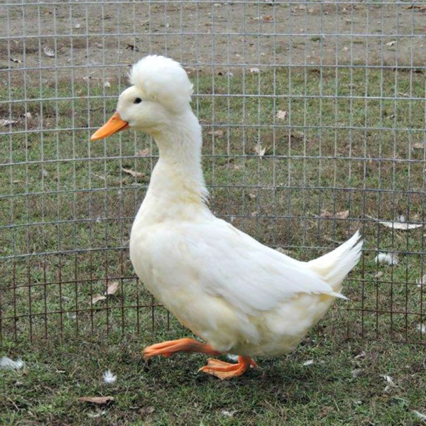 Ducks - White Crested