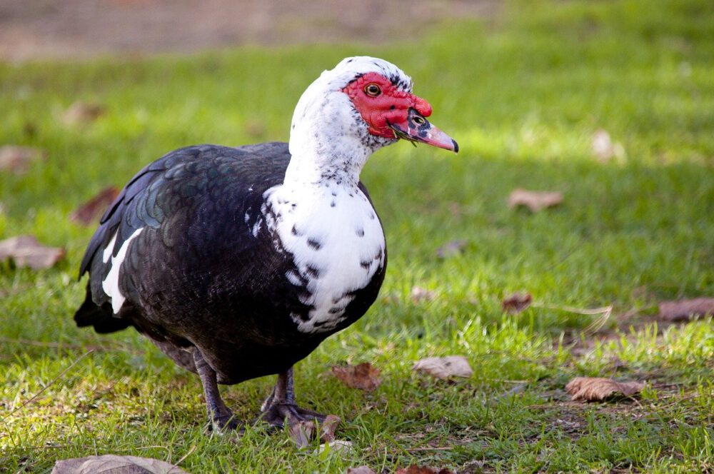 Muscovy