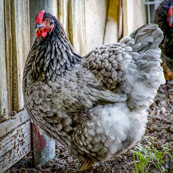 Blue Laced Red Wyandotte